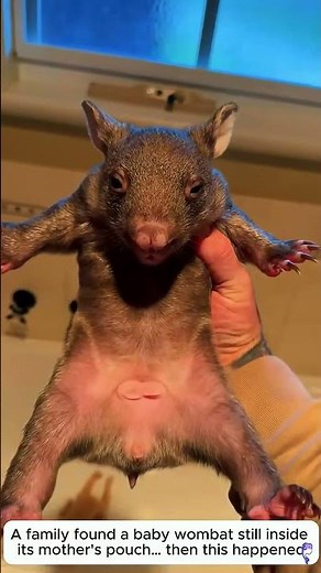 Meet the cutest baby wombat — your new best friend