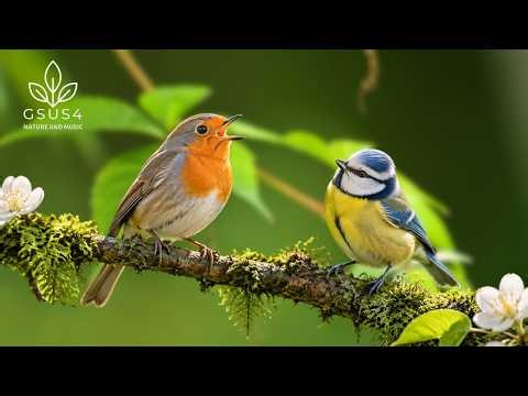 Morning Birds Singing in Pine Forest | Soothing Nature Ambience to Relax Your Mind & Heal Stress