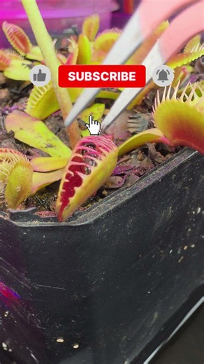 Así caza una Venus atrapamoscas #shorts #carnifans #plantas