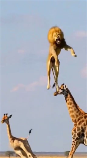 Mom Giraffe's Fatal Kick! Instantly K O Lion Chasing Baby! 😱🦒🦁