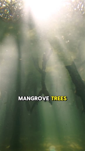 🌿🎉 In honor of Martin County’s 100th anniversary, we’re planting 100 mangrove trees! For a century, Martin County has been a shining example of environmental stewardship—protecting ecosystems, embracing conservation, and inspiring others across Florida and beyond. 🌎💙 Mangroves are more than just trees—they’re a symbol of resilience, restoration, and hope for our future. They stabilize shorelines, shelter wildlife, filter pollutants, and act as a first line of defense against storms and erosi