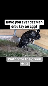 23K views · 505 reactions | I have only seen Zara lay an egg a few times. I was able to get one time on video. Watch close and you can see the green egg pop out. #zaraandromeoemus #egglaying #emu #emuegg | Funky Chicken | Facebook