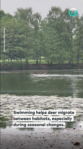 Deer Swim Across Lake || ViralHog