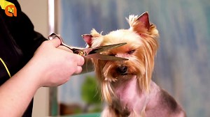 How to Cut a Dog's Hair? | How to Cut Dog Hair With Scissors At Home | Cut Your Dog's Hair At Home ✂