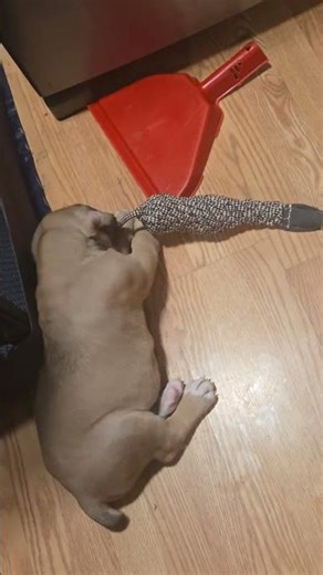 puppy power 💪 🐾 adventure time #puppy #lifeisbutadream #dog #cute #eastcoast #swva