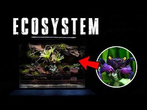 🦀 I BUILT A 15 GALLON FILTER LESS VAMPIRE CRAB ECOSYSTEM