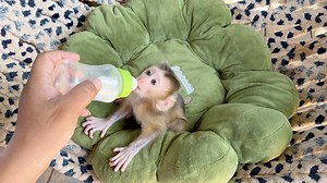 73K views · 7.9K reactions | Cute Baby Katy Super Hungry Milk After Long Sleep As Unconscious | Monkey Daily | Facebook