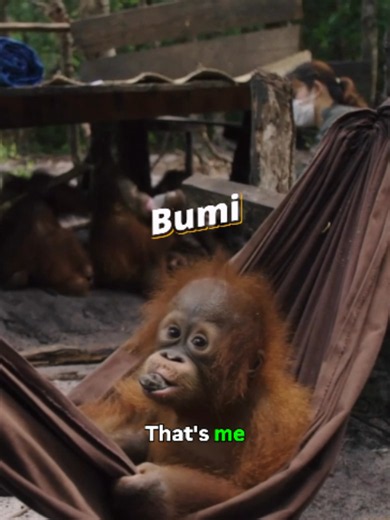 #orangutan #conservation #wildlife #rescue | orangutans