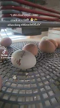 Chick Hatching From Egg | Amazing Egg Hatching Timelapse