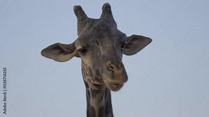 This epic close up video shows a giraffe sticking out it's tongue against a keyed background.