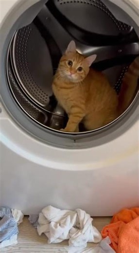 👉 “My Washing Machine Started Meowing 😳🐱”