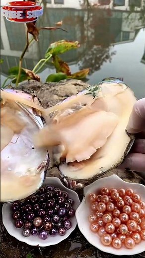 The Pearl: Witness the Extraction Process #shorts #pearl