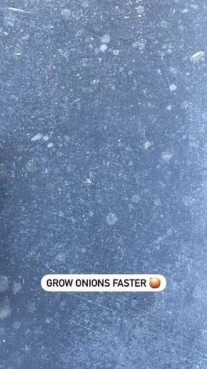 40K views · 209 reactions | Little hack to grow onions faster - how long does it take to grow onions #plants #howto #gardening #garden | The Gardening Guru | Facebook