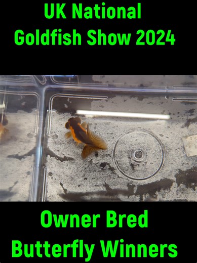 Butterfly Goldfish Winners at UK National Show 2024