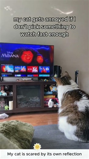 My cat is scared by its own reflection #cat #funny #funnyvideos #catlover 2