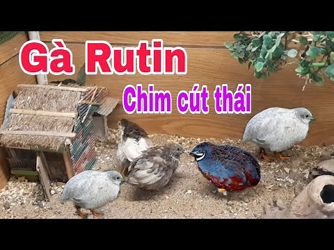 Cận cảnh đàn gà Rutin ba tuần tuổi (Chim cút thái)