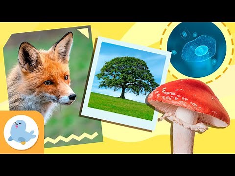 LIVING BEINGS 🐶🌼🦠 Vital Functions, Classification, Organization... 🐦🌱🦠 Compilation