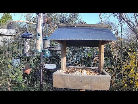 Live Bird Table Camera Cornwall UK