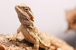 Everything You Need to Know About Bearded Dragons