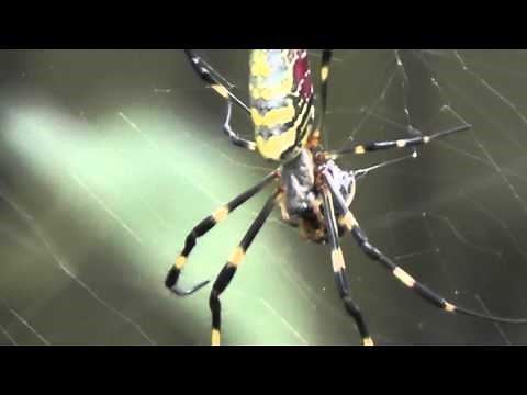 Joro Spider (Nephila clavata) feeding