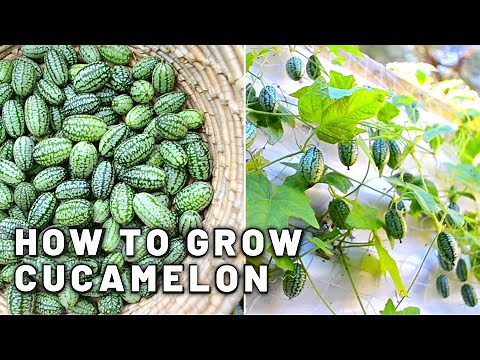How to grow Cucamelon in a small space, in shade - Harvest and taste test!! Mini Mexican cucumbers