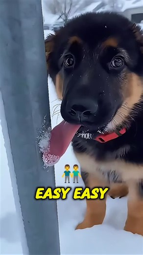 Savage Parrot on Instagram: "Cold weather can turn everyday objects into hidden dangers ❄️ When a puppy’s tongue froze to a metal pole, the rescuer stayed calm and used warm water avoiding panic and injury. This is a moment every pet owner should see. 👇 COMMENT if this taught you something new 👍 Like & Share to help others stay safe this winter on SavageParrot #AnimalRescue #WinterSafety #PetCare #DogOwners #ViralReels HelpfulContent"