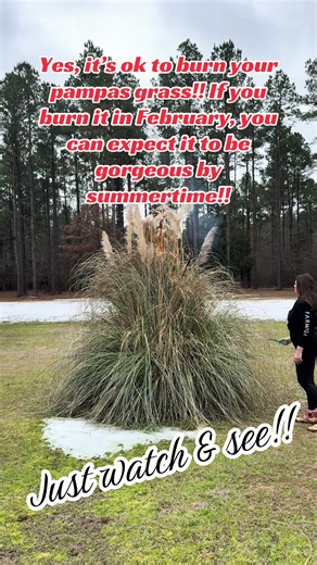 Burning Pampas Grass in February for a Beautiful Garden