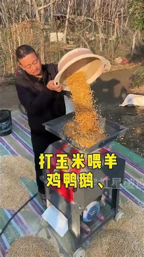 Amazing Corn Sheller Machine | Fast Maize Processing