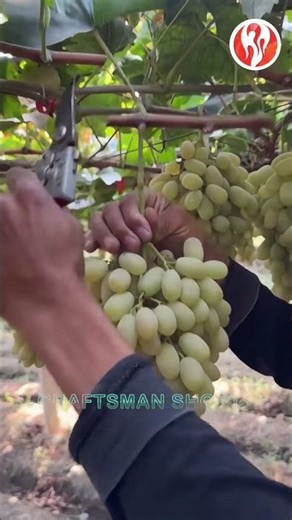 Grapes | Harvesting a bountiful grape harvest