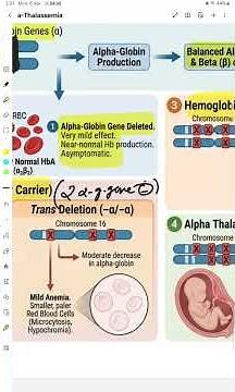 Alpha Thalassemia Pathogenesis / Thalassemia / Hemolytic anemia / Hematology.
