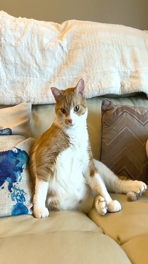 7.7K views · 361 reactions | Mango’s favorite sitting position 類 #distiguishedgentlemen #catsittingweird #catsitting #cat | mangothekitten | Facebook