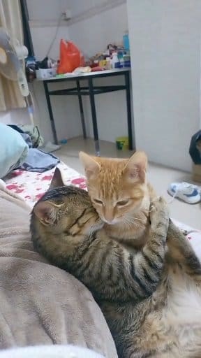 105K reactions · 35K shares | Loving Couples (CATS)  #public #followers #friends #viralshorts #cat #love #catlover @highlight @followers | Robert Duran Song Covers | Facebook