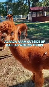 29K views · 815 reactions | MEET & FEED ADORABLE ALPACAS FOR $5 RIGHT...
