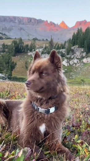 Good boys only.🐾🏔 #brownhusky #backcountry #tetons #siberianhusky