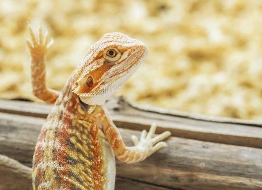 6 Best Thermometers & Hygrometers for Bearded Dragons that Vets Love