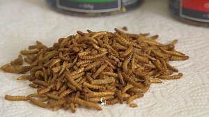 Prometteur pour l'environnement, le marché des insectes comestibles peine à décoller | RTS