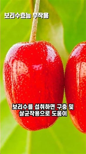 보리수 열매 효능 알고 드셔야 돼요