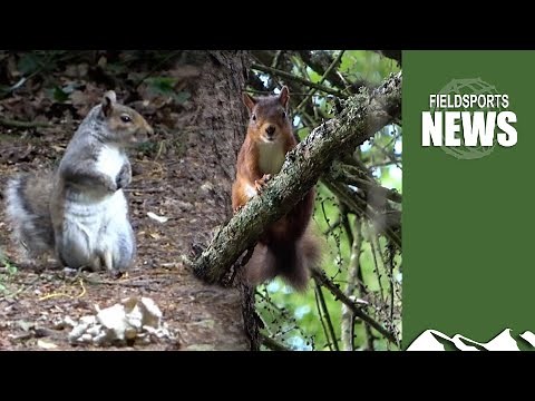 How killing invasive grey squirrels boosts threatened reds