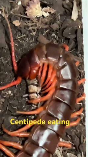 Centipede eating