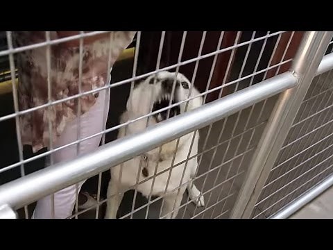 Louis Meets An Uncontrollable Dog - Louis Theroux's LA Stories: City of Dogs - BBC