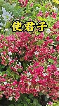 夏秋季节花开不断，香飘满院会变色，爬藤做花墙首选#科普 #種植技術 #大棚種植 #植物