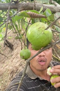 Dito sa bundok libre lang Bayabas ang aming snack pantawid gutom kaway-kaway sa naka relate. #landorickyvlogs | Lando Ricky Vlogs