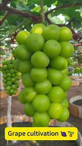 Grape cultivation 🍇🌱