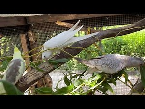 Perruche Calopsitte ondulée volière oiseaux cage