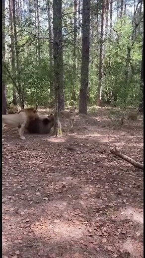 Lion vs Bear Battle in Deep Forest — Shocking Realistic Footage