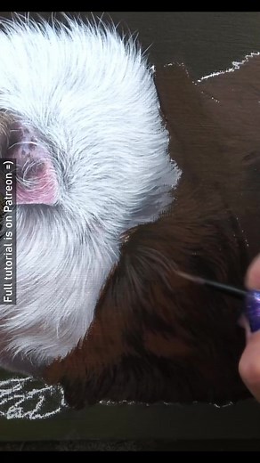 This was a great little project for refining brush technique for fur that changes direction really quickly. These changes of direction are crucial when aiming for a higher level of realism. If the portrait is a little smaller then it's more important to capture the main directional changes rather than trying to force all of them. I always prefer to ensure the fur over key areas such as the structures around the facial features, joints, key parts of the body ensure that the right shape & form is 