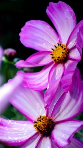 Light Spring Rain for Deep Relaxation