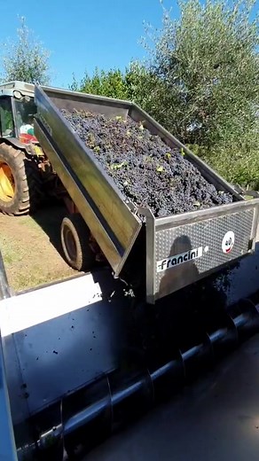 Italian Grape Harvest: From Vine to Wine in Tuscany