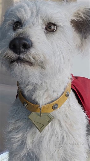Corridor Digital on Instagram: "This dog is NOT REAL.. Jordan describes how Krypto, Superman's dog, was created for James Gunn's Superman. Hard to believe, due to the incredible good result, this dog is fully CGI in the whole movie. Created by Framestore studios, who have done other incredible CGI dogs like Cosmo in Guardians of the Galaxy, they used James Gunn's own dog as a reference."