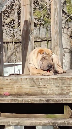 1.1K views · 59 reactions | Mika, formerly known as Cara, rescued in Tucson, Arizona. She's now all settled in after a month from coming home, helping me with yard work - one leaf at a time! Pei People Shar Pei Rescue | Kimberley 'Boyer' Nikodym | Facebook